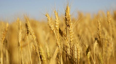 Grain and agricultural commodity trade