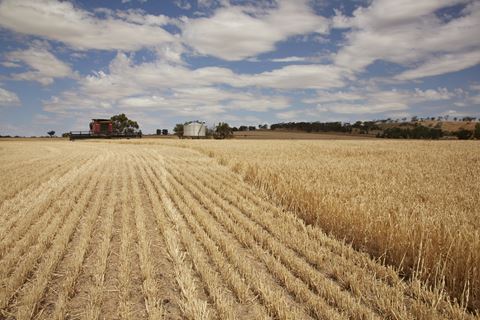 Harvest season cargo flow and port coordination
