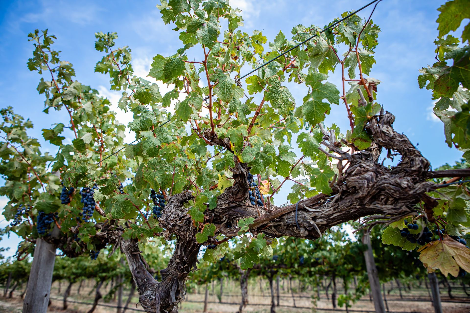 Sustainable operations and long-term collaboration